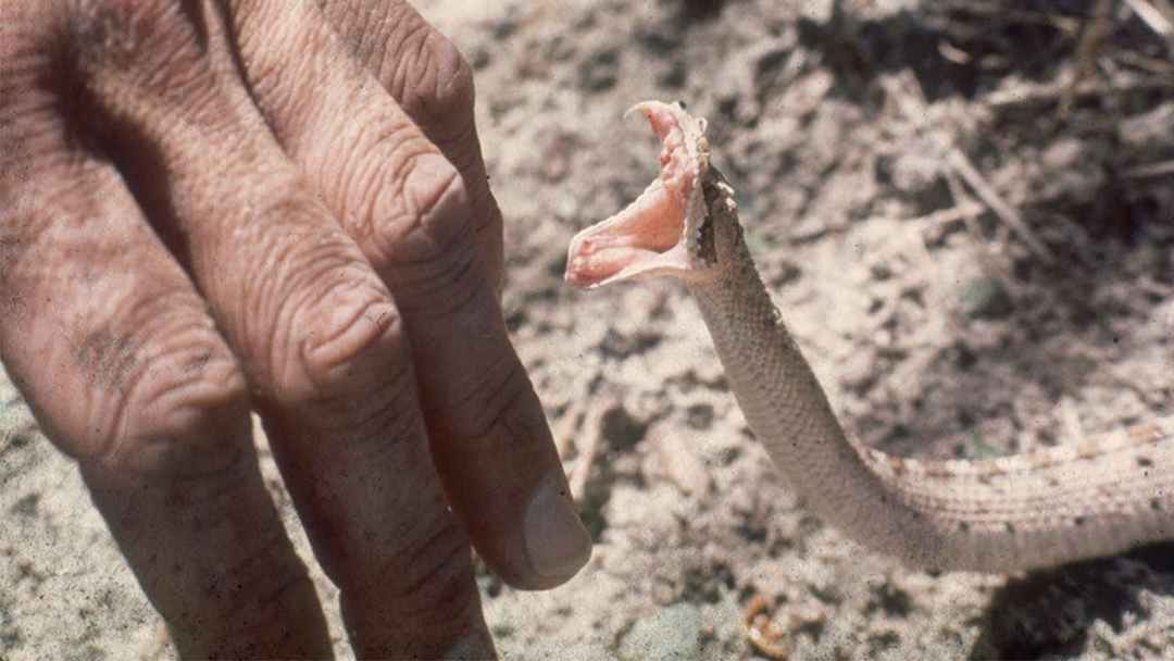 Chiêm bao thấy rắn cắn luôn ẩn chứa rất nhiều bí ẩn