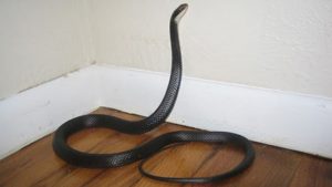 Nhà không sử dụng quá lâu, thấy rắn ở trong là điều bình thường