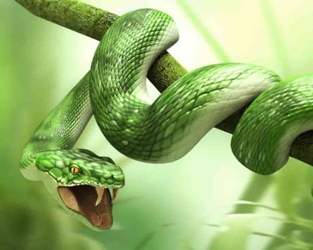 Nhiều người đang thắc mắc mơ thấy rắn đánh con gì