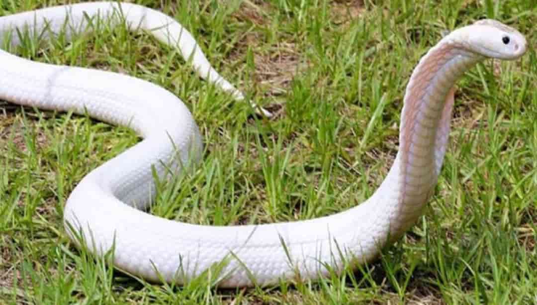 Mơ thấy rắn có nhiều điềm báo với bạn