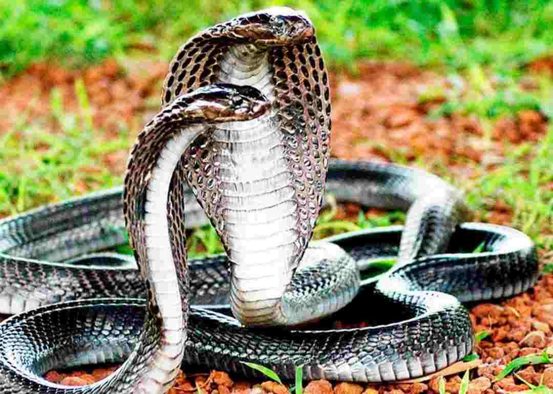 Điểm báo về giấc mơ về rắn khiến nhiều người lo lắng